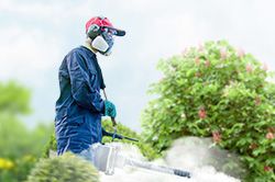 Обработка сада от паразитов - необходимые меры и их регулярность  в Казани