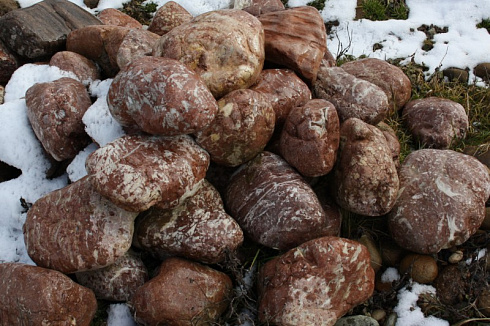 Kamenclub.ru: Розовый валунчик фр.100-300 мм.  купить в Казани крупный природный камень розовый, серый молочный красный речной галечник природный 7850 руб/т   фото КАМЕНЬ КЛУБ