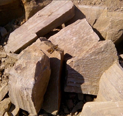 Kamenclub.ru: Песчаник пластушка желтый с рисунком (7-15 см)  купить в Казани плитняк - пластушка - бут желтый песчаник 10200 руб/м3   фото КАМЕНЬ КЛУБ