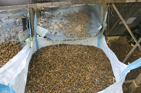 Kamenclub.ru: Галька окат (серо-желтая) фр.10-20 мм. купить  в Казани галька серо-желтая, рыжая, серый речная окатанная округлая галька 5000 руб/т   фото КАМЕНЬ КЛУБ