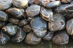 Kamenclub.ru: Валунчик Паутинник фр.100-300 мм  купить в Казани крупный природный камень галечник темно-серый с прожилками белый черный речной валунчик 5000 руб/т   фото КАМЕНЬ КЛУБ