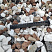 Kamenclub.ru: Мраморная крошка (щебень крошка микс : белый-черный-розовый) фр. 20-40 мм.  купить в Казани мрамор белый, черный, розовый декоративная ландшафтная крошка 12000 руб/т   фото КАМЕНЬ КЛУБ