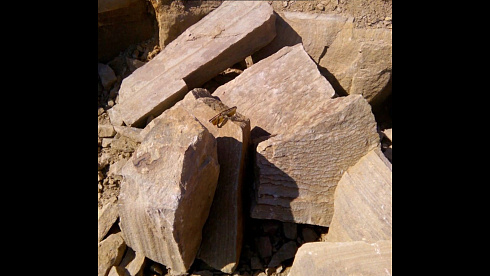 Kamenclub.ru: Песчаник пластушка желтый с рисунком (4-6 см)  купить в Казани плитняк пластушка желтый с рисунком песчаник 9 000 руб/м3   фото КАМЕНЬ КЛУБ