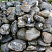 Kamenclub.ru: Валунчик Паутинник фр.100-300 мм  купить в Казани крупный природный камень галечник темно-серый с прожилками белый черный речной валунчик 5000 руб/т   фото КАМЕНЬ КЛУБ