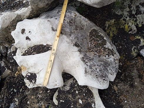 Kamenclub.ru: Выветренный известняк со мхом фр. 100-500 мм.  купить в Казани известняк серый белый зеленый валун известняковый крупный 10000 руб/т   фото КАМЕНЬ КЛУБ