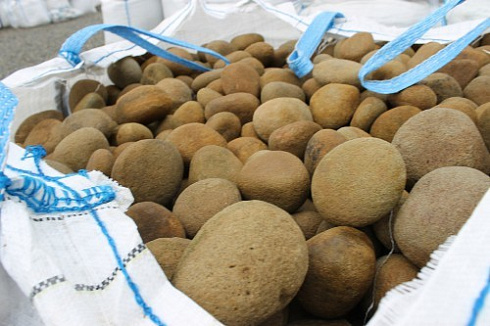 Kamenclub.ru: Песчаник ядра, фр. 100-300 мм  купить в Казани песчаник бежевый серый рыжий речная галька 5 000 руб/т   фото КАМЕНЬ КЛУБ