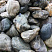 Kamenclub.ru: Речной валун Кабанчик фр.300-500 мм.  купить в Казани крупный природный камень галька серый, темно-серый речной валун галечник масштабный 7000 руб/т   фото КАМЕНЬ КЛУБ
