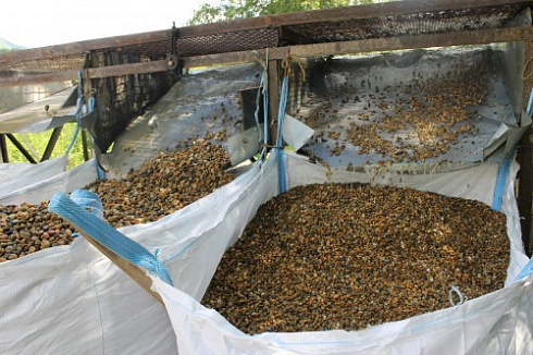 Kamenclub.ru: Галька окат (серо-желтая) фр.10-20 мм. купить  в Казани галька серо-желтая, рыжая, серый речная окатанная округлая галька 5000 руб/т   фото КАМЕНЬ КЛУБ