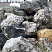 Kamenclub.ru: Черный гранит - кварцит фр. 100-500 мм.  купить в Казани мрамор гранит черный с белыми прожилками, серый, белый валун скальный колотый 7000 руб/т   фото КАМЕНЬ КЛУБ
