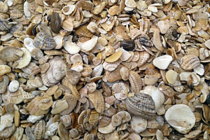 Морская ракушка фр. 5-20 мм  купить в Казани фото Камень Клуб